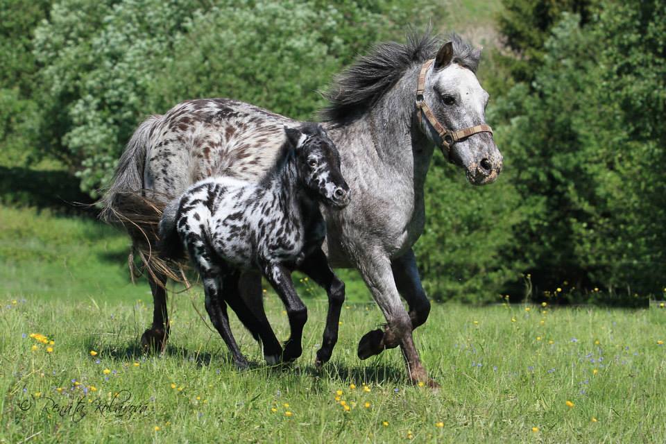 Appaloosa Mare and Foal